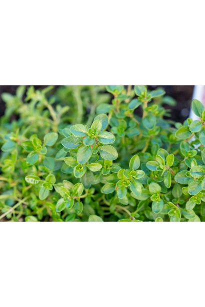 Чебрець перцевий зелене листя еліптичної форми